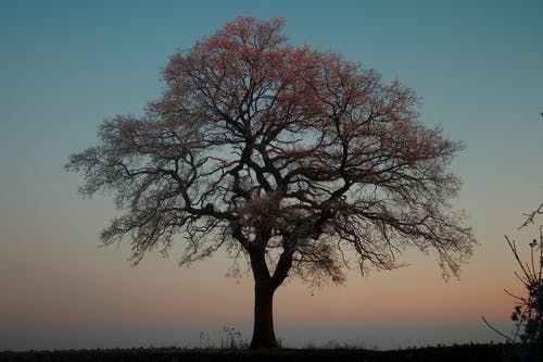 有关天性, 户外, 日出的免费素材图片