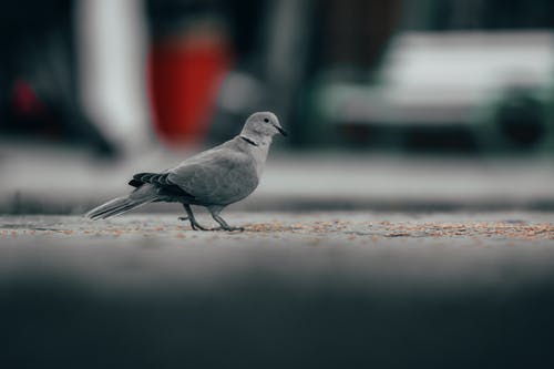 有关城市鸟类, 鸽子, 鸟类摄影的免费素材图片