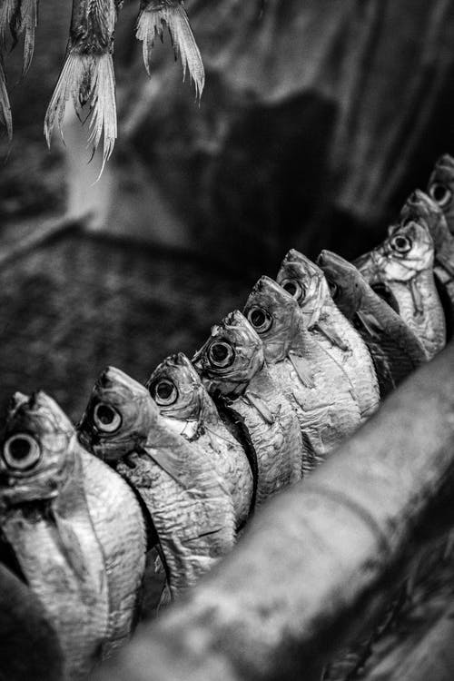 有关乾燥, 单色, 垂直拍摄的免费素材图片