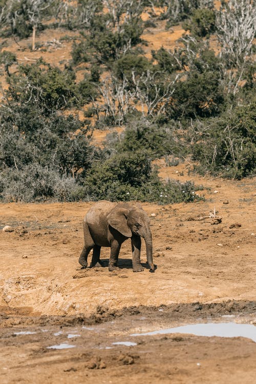 有关動物, 動物攝影, 南非的免费素材图片