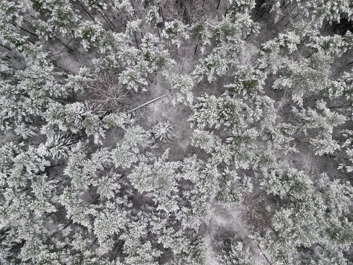 有关下雪的, 冬季, 冷的免费素材图片
