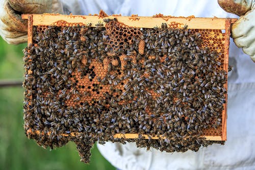 有关一群, 昆虫, 蜂巢的免费素材图片