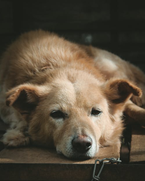 有关动物, 哺乳动物, 垂直拍摄的免费素材图片