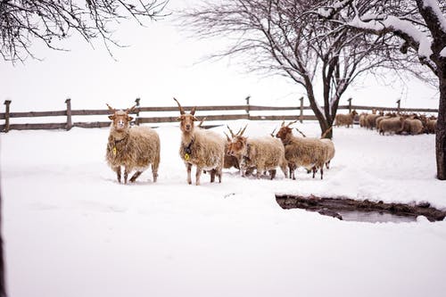 有关冬季, 动物摄影, 哺乳动物的免费素材图片