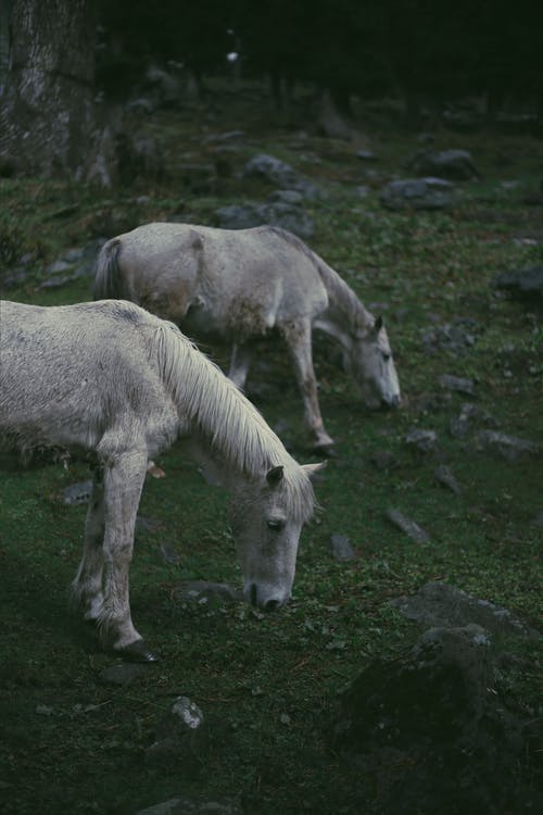 有关动物, 动物摄影, 哺乳动物的免费素材图片