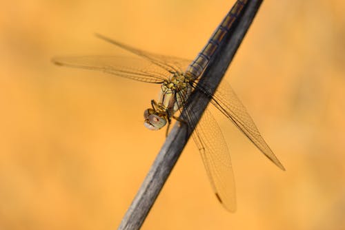有关微距拍摄, 昆虫, 蜻蜓的免费素材图片