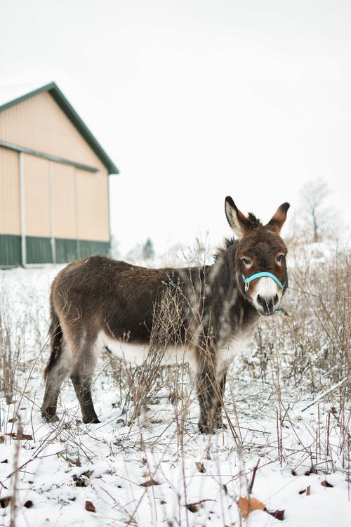 有关冬季, 动物, 动物摄影的免费素材图片