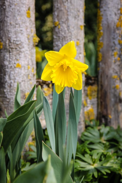 有关喇叭水仙, 垂直拍摄, 天性的免费素材图片