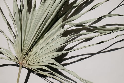 有关乾燥, 光与影, 扇棕榈的免费素材图片