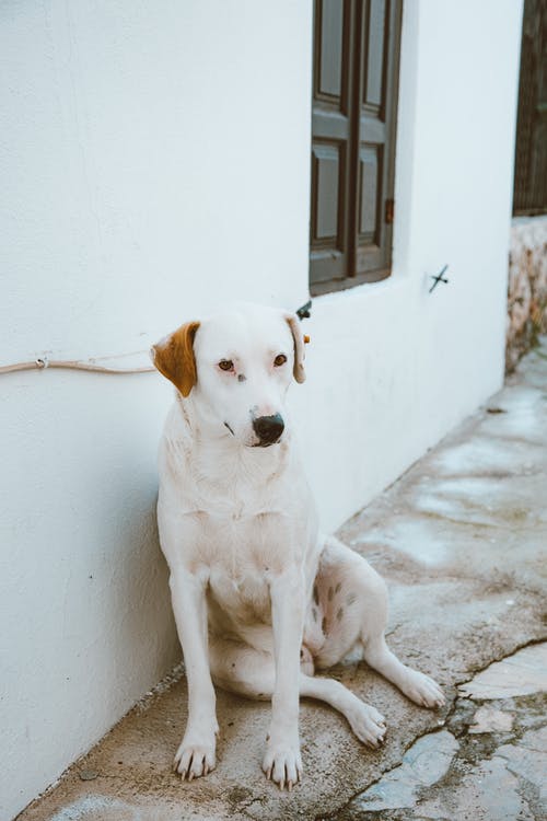 有关动物, 可爱, 哺乳动物的免费素材图片