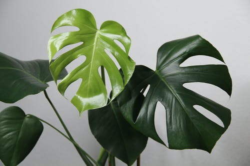 有关monstera deliciosa, 室内, 室内植物的免费素材图片
