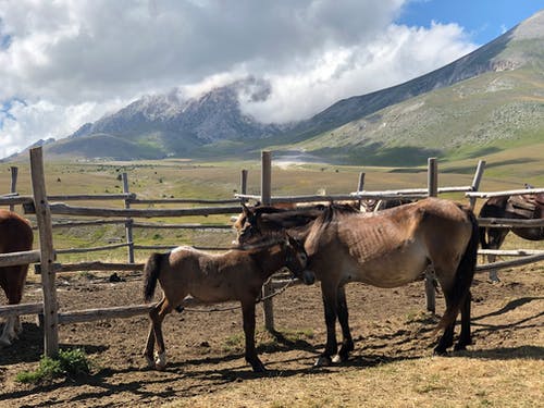 有关动物, 哺乳动物, 天性的免费素材图片