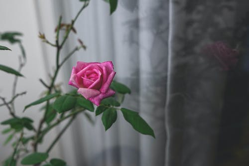 有关反射, 漂亮, 粉红色的花的免费素材图片