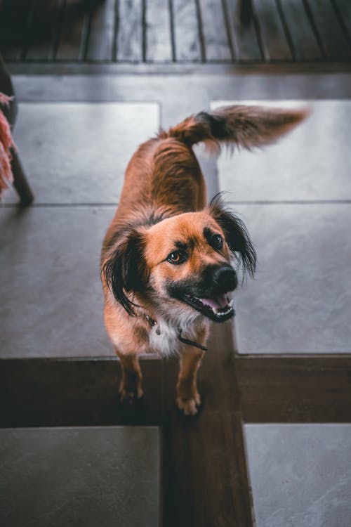 有关一瞥, 享受, 伴侣的免费素材图片