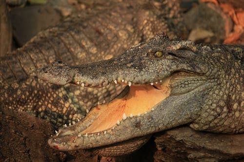 有关动物, 张开嘴, 捕食者的免费素材图片