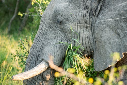 有关动物, 南非, 吃的免费素材图片