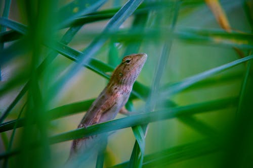 有关动物学, 动物, 地平线的免费素材图片