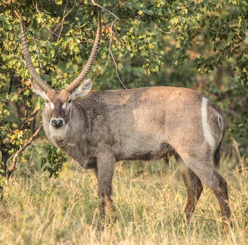 有关动物, 南非, 哺乳动物的免费素材图片