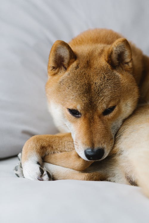 有关休息, 伴侣, 冷静的免费素材图片