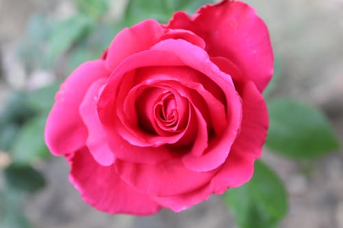 有关增長, 天性, 宏觀的免费素材图片