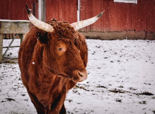 有关公牛, 农家庭院, 冬季的免费素材图片