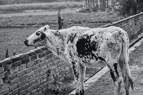 有关动物, 哺乳动物, 单色的免费素材图片