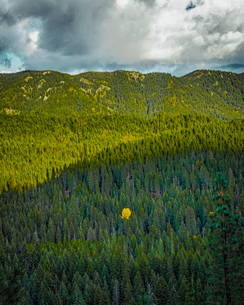 有关国家森林, 垂直拍摄, 天空的免费素材图片