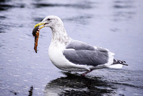 有关动物, 户外, 水的免费素材图片