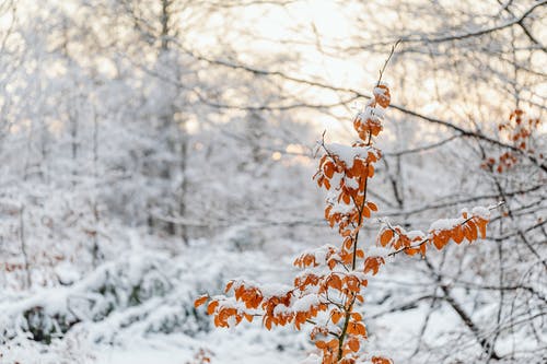 有关冬季, 大雪覆盖, 天性的免费素材图片