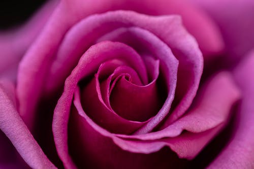 有关从上面, 微妙, 微距摄影的免费素材图片