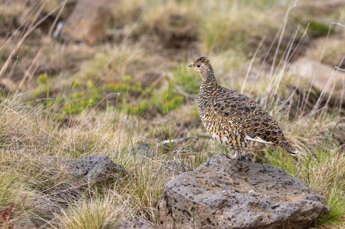 有关動物, 觀鳥, 選擇性對焦的免费素材图片