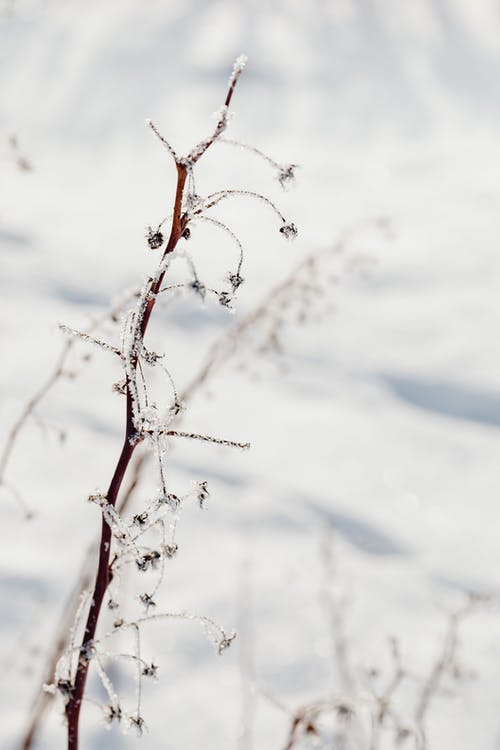 有关冬季, 垂直拍摄, 大雪覆盖的免费素材图片