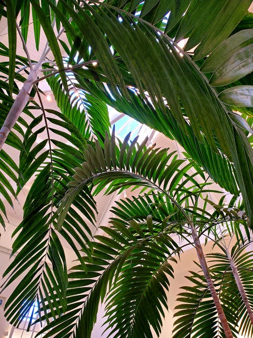 有关低角度拍摄, 棕榈树, 热带的免费素材图片