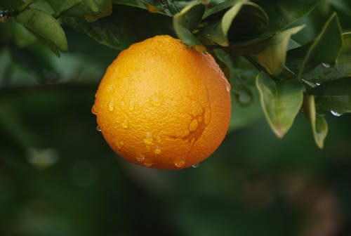 有关新鲜, 柑橘类水果, 模糊背景的免费素材图片