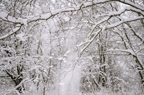 有关下雪的, 下雪的天气, 冬季的免费素材图片