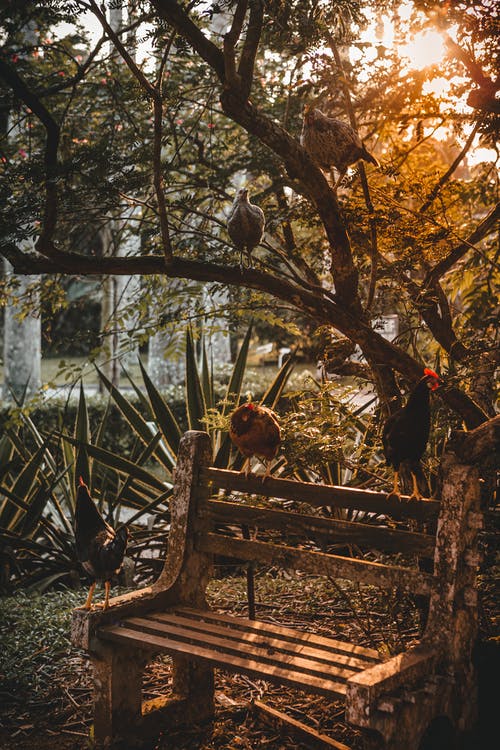 有关公园, 冷静, 剪影的免费素材图片