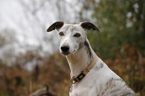 有关动物, 惠比特犬, 户外的免费素材图片