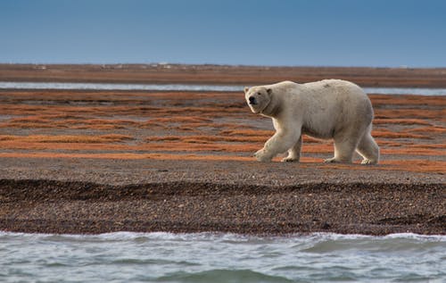 有关動物攝影, 北極熊, 捕食者的免费素材图片
