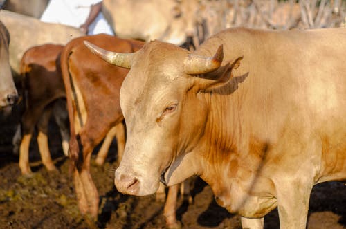 有关一群動物, 公牛, 农家庭院的免费素材图片