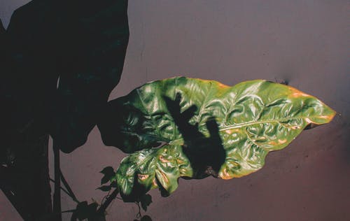 有关不均匀的, 剪影, 单子叶植物的免费素材图片