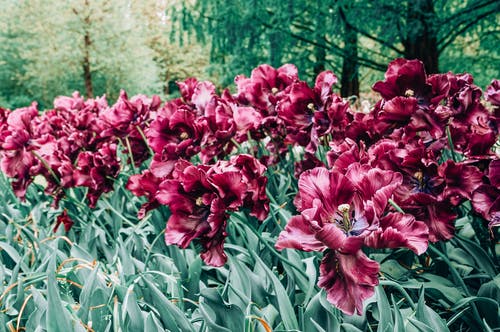 有关天性, 戶外, 植物群的免费素材图片