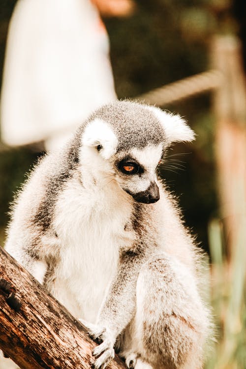 有关公園, 养护, 冷靜的免费素材图片