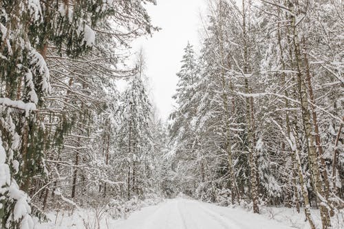 有关冬季, 冷, 冷凍的免费素材图片