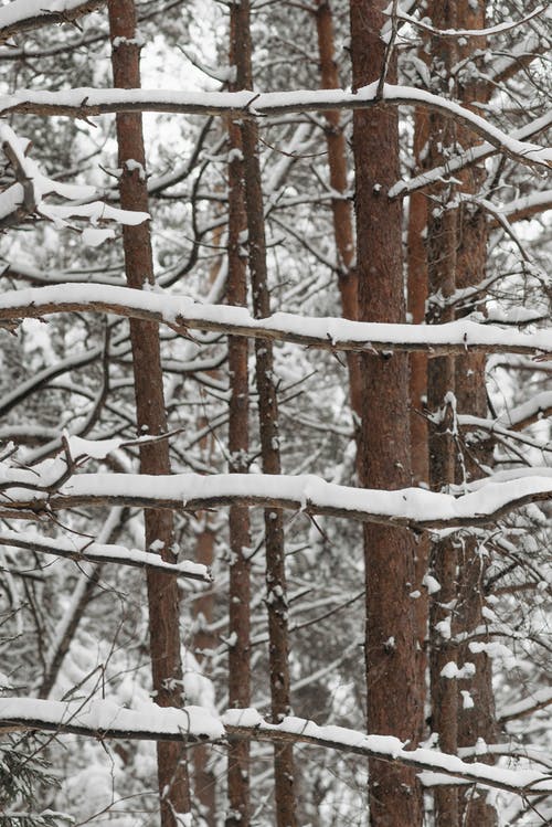 有关冬季, 垂直拍摄, 大雪覆盖的免费素材图片