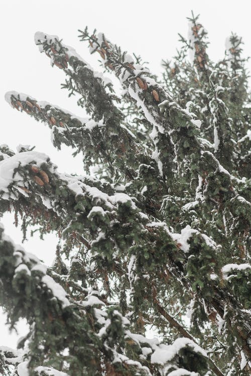 有关垂直拍摄, 大雪覆盖, 天性的免费素材图片