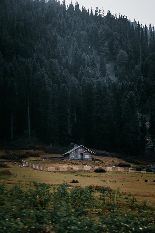 有关住, 住宅, 冷杉的免费素材图片