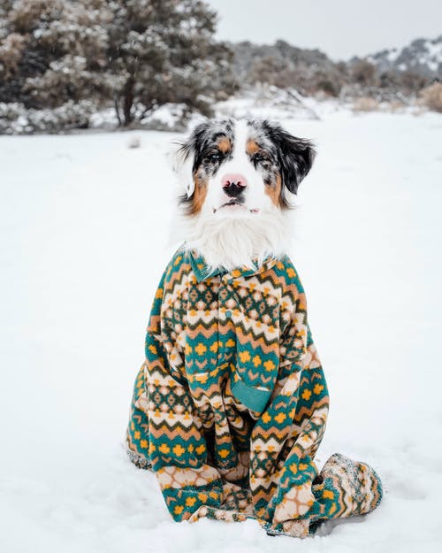 有关伴侶, 冬季, 冷的免费素材图片