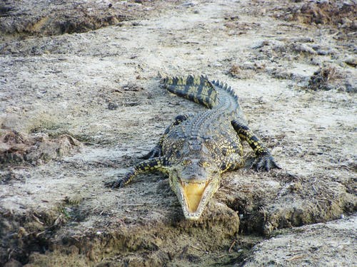 有关crocodylus niloticus, 動物, 尼罗河鳄鱼的免费素材图片
