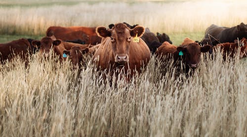 有关一群動物, 吃草, 牧場的免费素材图片