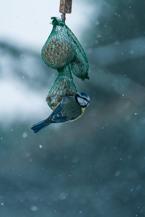 有关下雪, 動物, 垂直拍摄的免费素材图片